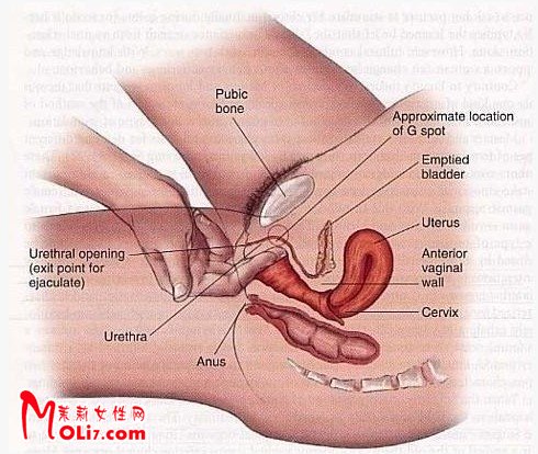 女性G点是什么?g点在哪?女性g点位置图片